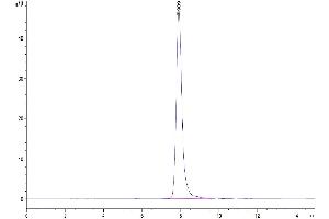 The purity of Human CD46 is greater than 95 % as determined by SEC-HPLC.
