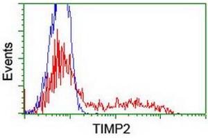 HEK293T cells transfected with either RC209796 overexpress plasmid (Red) or empty vector control plasmid (Blue) were immunostained by anti-TIMP2 antibody (ABIN2455391), and then analyzed by flow cytometry. (TIMP2 抗体)