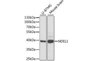 Western blot analysis of extracts of various cell lines, using NDEL1 antibody. (NDEL1 抗体  (AA 1-345))