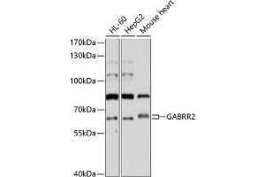 Western blot analysis of extracts of various cell lines, using G antibody (ABIN6131690, ABIN6140921, ABIN6140922 and ABIN6214242) at 1:1000 dilution. (GABRR2 抗体  (AA 350-450))