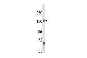 Western blot analysis of CACNA2D1 Antibody in mouse brain tissue lysates (35ug/lane) (CACNA2D1 抗体  (N-Term))