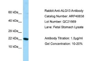 WB Suggested Anti-ALG13 Antibody   Titration: 1. (ALG13 抗体  (N-Term))