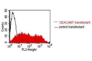 FACS analysis of BOSC23 cells using BAC2. (CEACAM7 抗体)