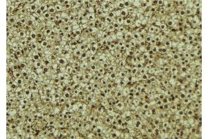 ABIN6273255 at 1/100 staining Mouse liver tissue by IHC-P. (HPSE 抗体  (Internal Region))