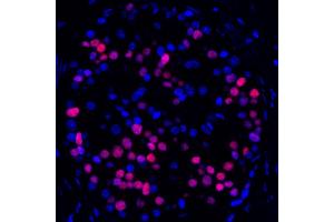 Immunofluorescence (IF) image for anti-Transcription Factor MafA (MAFA) (AA 125-175) antibody (ABIN7449538)