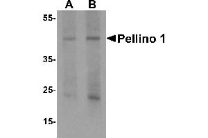Western Blotting (WB) image for anti-Pellino E3 Ubiquitin Protein Ligase 1 (PELI1) (C-Term) antibody (ABIN1077389) (Pellino 1 抗体  (C-Term))