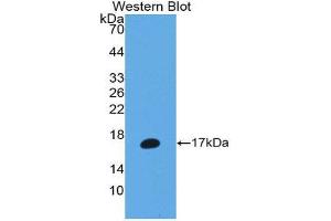 Western Blotting (WB) image for anti-Matrix Metallopeptidase 3 (Stromelysin 1, Progelatinase) (MMP3) (AA 363-477) antibody (ABIN1980457) (MMP3 抗体  (AA 363-477))