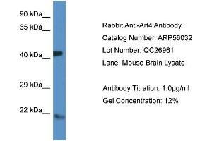 Western Blotting (WB) image for anti-ADP-Ribosylation Factor 4 (ARF4) (N-Term) antibody (ABIN785783) (ARF4 抗体  (N-Term))