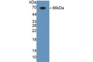 Western blot analysis of recombinant Rat TLR3. (TLR3 抗体  (AA 381-699))