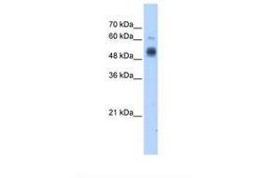 Image no. 2 for anti-Glucosaminyl (N-Acetyl) Transferase 3, Mucin Type (GCNT3) (C-Term) antibody (ABIN320798)