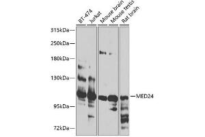 Western blot analysis of extracts of various cell lines, using MED24 antibody (ABIN6128224, ABIN6143700, ABIN6143701 and ABIN6224082) at 1:1000 dilution. (MED24 抗体  (AA 1-160))