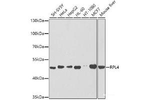 Western blot analysis of extracts of various cell lines using RPL4 Polyclonal Antibody at dilution of 1:1000. (RPL4 抗体)