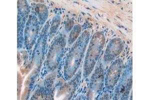 IHC-P analysis of Mouse Tissue, with DAB staining. (CDK2 抗体  (AA 5-346))