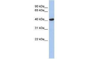 WB Suggested Anti-ZFYVE1 Antibody Titration:  0. (ZFYVE1 抗体  (N-Term))