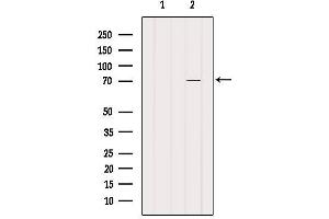 Western blot analysis of extracts from Pc12, using CEP70 Antibody. (CEP70 抗体  (Internal Region))