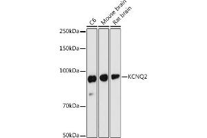 Western blot analysis of extracts of various cell lines, using KCNQ2 antibody (ABIN6130651, ABIN6142772, ABIN6142773 and ABIN6219057) at 1:1000 dilution. (KCNQ2 抗体  (AA 254-393))