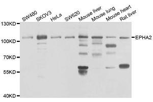 Western blot analysis of extracts of various cell lines, using EPHA2 antibody. (EPH Receptor A2 抗体  (AA 847-976))