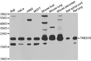 Western blot analysis of extracts of various cell lines, using TMED10 antibody. (TMED10 抗体)