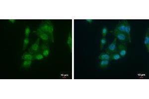 ICC/IF Image AUF1 antibody [N1C1] detects AUF1 protein at cytoplasm and nucleus by immunofluorescent analysis. (HNRNPD/AUF1 抗体)