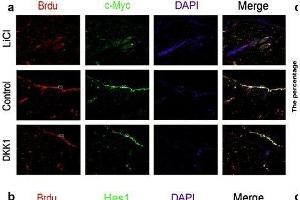 The relationships of the Wnt and Notch signaling pathway and the proliferation of epidermal stem cells was analyzed by immunofluorescence. (c-MYC 抗体  (AA 101-200))