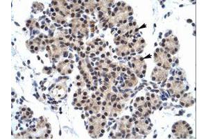 Image no. 1 for anti-Zinc Finger Protein 318 (Znf318) (AA 190-239) antibody (ABIN6735953) (ZNF318 抗体  (AA 190-239))