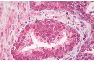 Image no. 2 for anti-Toll-Like Receptor 4 (TLR4) (AA 650-700) antibody (ABIN1491625) (TLR4 抗体  (AA 650-700))