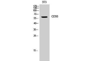 Western Blotting (WB) image for anti-Intercellular Adhesion Molecule 3 (ICAM3) (Ser518) antibody (ABIN3174269) (ICAM-3/CD50 抗体  (Ser518))