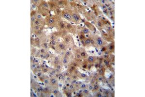 UGT2B15 Antibody immunohistochemistry analysis in formalin fixed and paraffin embedded human liver tissue followed by peroxidase conjugation of the secondary antibody and DAB staining.