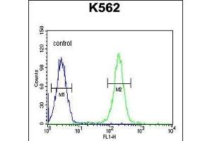 X1 Antibody (C-term) (ABIN654415 and ABIN2844152) flow cytometric analysis of K562 cells (right histogram) comred to a negative control cell (left histogram). (PAX1 抗体  (C-Term))