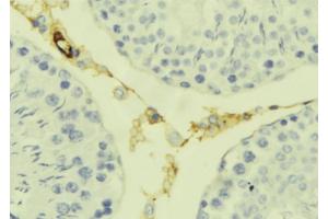 ABIN6277626 at 1/100 staining Mouse testis tissue by IHC-P. (Kallikrein 7 抗体  (Internal Region))