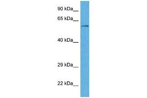 Host:  Rabbit  Target Name:  WLS  Sample Tissue:  Human THP-1 Whole Cell  Antibody Dilution:  1ug/ml (GPR177/WLS 抗体  (Middle Region))