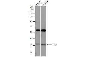 Western Blotting (WB) image for anti-Acyl-CoA Thioesterase 8 (ACOT8) antibody (ABIN2854452)