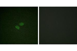 Peptide - +Immunofluorescence analysis of HeLa cells, using CDC16/APC6 (Ab-560) antibody. (CDC16 抗体  (Ser560))