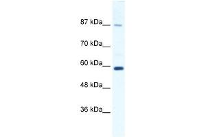 KIF23 antibody used at 1. (KIF23 抗体  (N-Term))