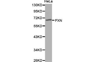 Western blot analysis of extracts of HeLa cells, using PXN antibody (ABIN5971567). (Paxillin 抗体)