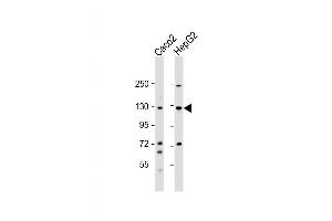 Western Blot at 1:1000 dilution Lane 1: Caco2 whole cell lysate Lane 2: HepG2 whole cell lysate Lysates/proteins at 20 ug per lane. (UBE4A 抗体  (AA 451-479))
