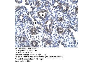 Human Lung (FOXA3 抗体  (Middle Region))