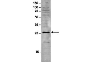 Western Blot of anti-SAP30 antibody Western Blot results of Rabbit anti-SAP30 antibody. (SAP30 抗体)