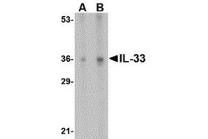 Western Blotting (WB) image for anti-Interleukin 33 (IL33) (N-Term) antibody (ABIN2476206)