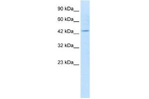 WB Suggested Anti-KCNQ1 Antibody Titration:  1. (KCNQ1 抗体  (N-Term))