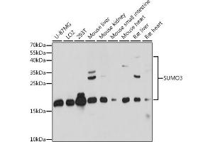 Western blot analysis of extracts of various cell lines, using SUMO3 antibody (ABIN7270371) at 1:1000 dilution. (SUMO3 抗体  (AA 1-92))
