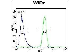 TFCP2L1 Antibody (Center) (ABIN657290 and ABIN2846376) flow cytometric analysis of WiDr cells (right histogram) compared to a negative control cell (left histogram).