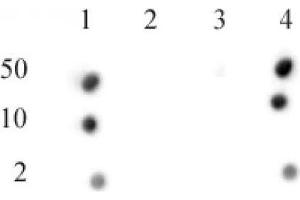 CENP-A phospho Ser18 antibody (pAb) tested by dot blot analysis. (CENPA 抗体  (pSer16))
