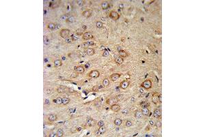 CRHR2 Antibody (N-term) (ABIN390757 and ABIN2841015) IHC analysis in formalin fixed and paraffin embedded mouse brain tissue followed by peroxidase conjugation of the secondary antibody and DAB staining. (CRHR2 抗体  (N-Term))