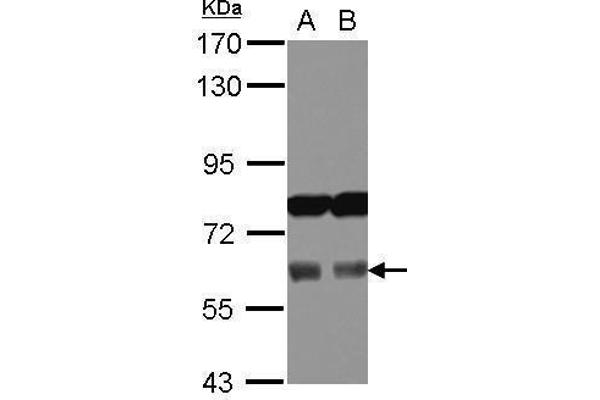 Adracalin 抗体  (Internal Region)