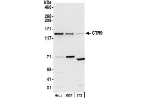 Western Blotting (WB) image for anti-RNA Polymerase-Associated Protein CTR9 Homolog (CTR9) (AA 1123-1173) antibody (ABIN7453428)