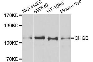 Western blot analysis of extracts of various cells, using CHGB antibody. (CHGB 抗体)