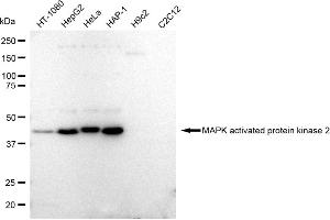 Western blotting analysis using MAPK activated protein kinase 2 antibody (ABIN7799476).