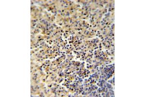 FOLR2 Antibody (N-term) (ABIN651222 and ABIN2840139) IHC analysis in formalin fixed and paraffin embedded human spleen followed by peroxidase conjugation of the secondary antibody and DAB staining. (FOLR2 抗体  (AA 18-46))
