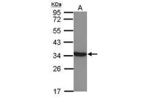 Image no. 1 for anti-Lactate Dehydrogenase C (LDHC) (AA 5-229) antibody (ABIN1499115) (Lactate Dehydrogenase C 抗体  (AA 5-229))